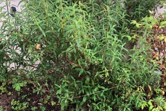 Vente: Cistus Pupureus