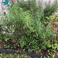 Vente: Cistus Pupureus