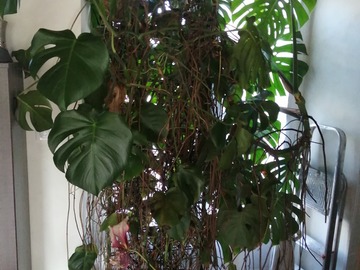 Giving away: Plante à donner