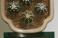 Vente: superbes et rares cactus astrophytum Oolbo