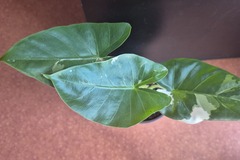Vente: Alocasia Macrorrhiza Variegata