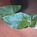 Vente: Alocasia Macrorrhiza Variegata