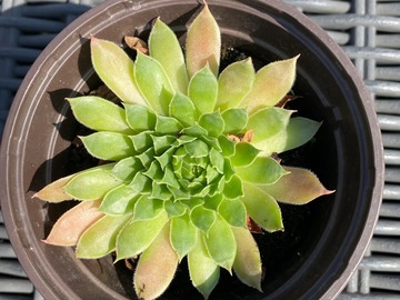 Sales: Sempervivum globiferum