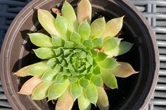 Sales: Sempervivum globiferum