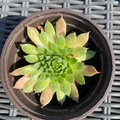 Sales: Sempervivum globiferum