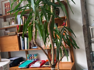 Don: Yucca à donner 