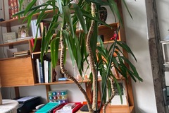 Don: Yucca à donner 
