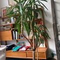 Don: Yucca à donner 