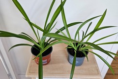 Vente: Chlorophytum vert
