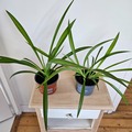 Vente: Chlorophytum vert
