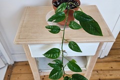 Vente: Epipremnum pinnatum