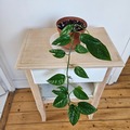 Vente: Epipremnum pinnatum