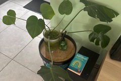 Vente: Bouture monstera 