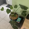 Vente: Bouture monstera 