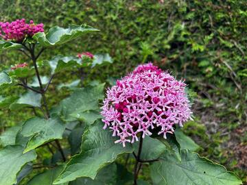Sales: Clerodendron