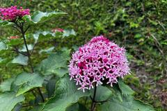 Sales: Clerodendron