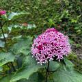 Sales: Clerodendron