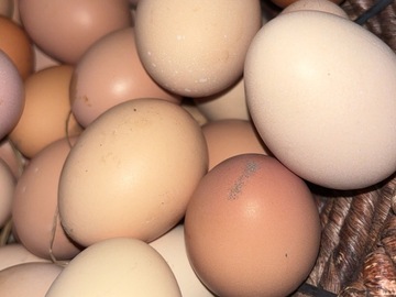 Selling with In-person Payment: Eggs