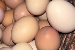 Selling with In-person Payment: Eggs