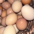Selling with In-person Payment: Eggs