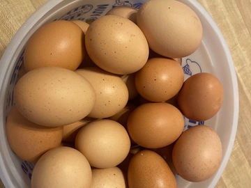 Selling with online payment: Fresh Free Range Eggs