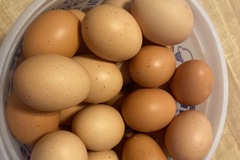 Selling with online payment: Fresh Free Range Eggs