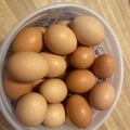 Selling with online payment: Fresh Free Range Eggs