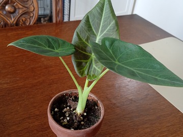 Vente: Alocasia régal shield 