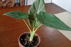 Vente: Alocasia régal shield 
