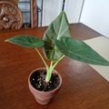 Vente: Alocasia régal shield 