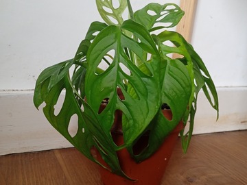 Vente: Monstera monkey 