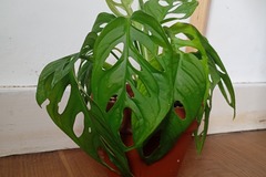 Vente: Monstera monkey 