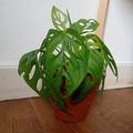 Vente: Monstera monkey 