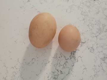 Selling with In-person Payment: Free range eggs 
