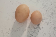 Selling with In-person Payment: Free range eggs 
