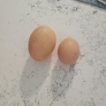 Selling with In-person Payment: Free range eggs 