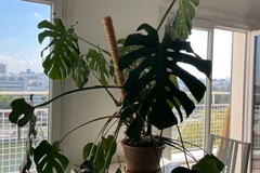 Vente: Monstera 