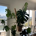 Vente: Monstera 