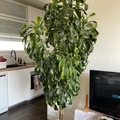 Vente: Yucca 