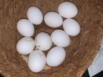 Selling with online payment: Happy Leghorns