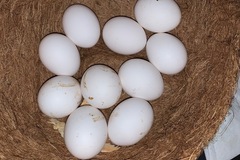 Selling with online payment: Happy Leghorns