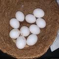 Selling with online payment: Happy Leghorns