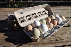 Selling with In-person Payment: Farm Fresh Variety Eggs