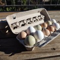 Selling with In-person Payment: Farm Fresh Variety Eggs