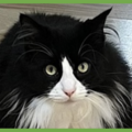  : Bandit