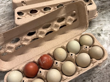 Selling with In-person Payment: Farm Fresh Chicken Eggs