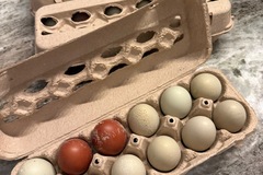 Selling with In-person Payment: Farm Fresh Chicken Eggs