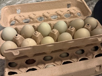 Selling with In-person Payment: Farm Fresh Chicken Eggs