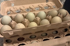 Selling with In-person Payment: Farm Fresh Chicken Eggs