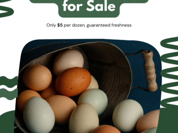 Selling with In-person Payment: Farm fresh eggs from free range chickens